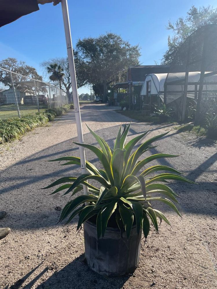 agave-desmettiana-variegata-dwarf-century-plant