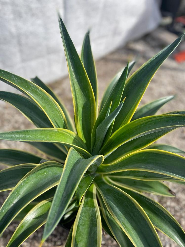 agave-desmettiana-variegata-dwarf-century-plant
