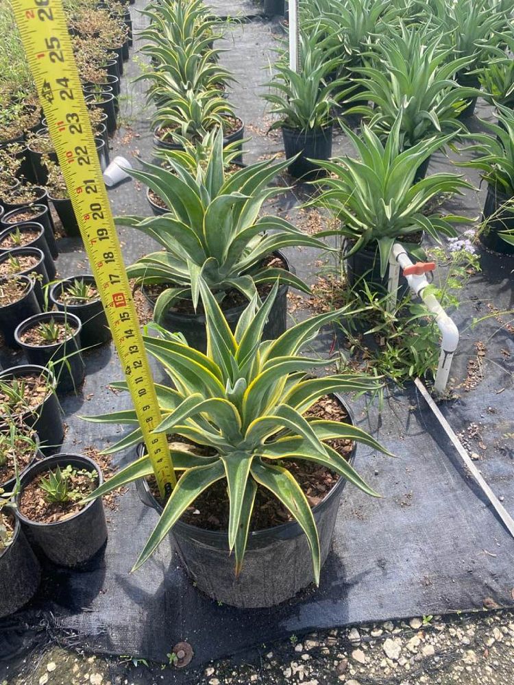 agave-desmettiana-variegata-dwarf-century-plant