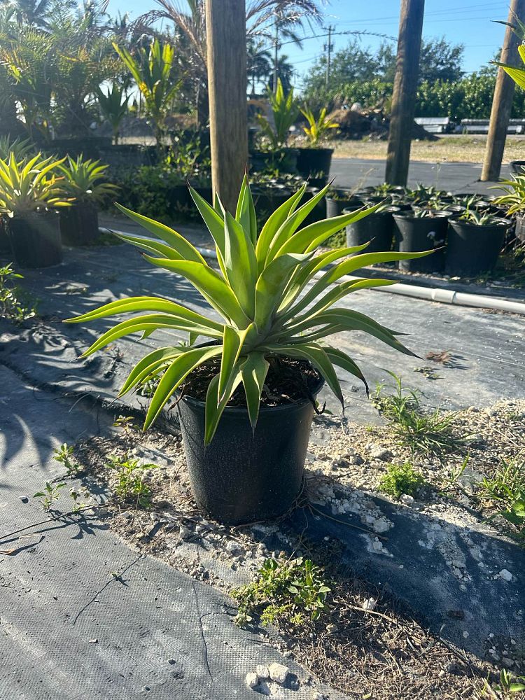 agave-desmettiana-variegata-dwarf-century-plant