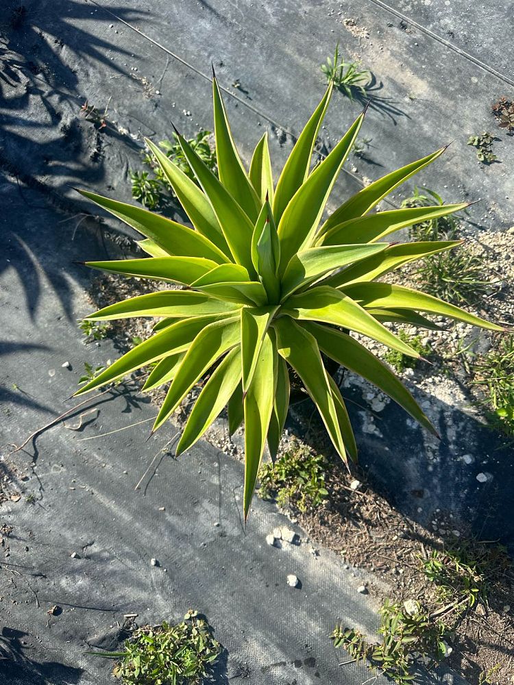 agave-desmettiana-variegata-dwarf-century-plant
