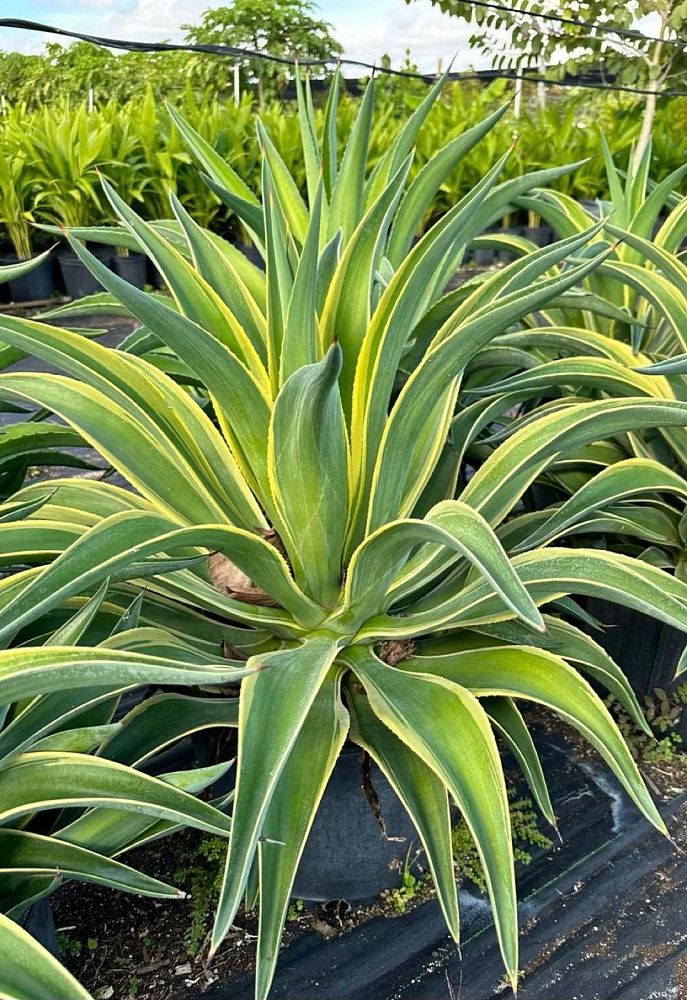 agave-desmettiana-variegata-dwarf-century-plant