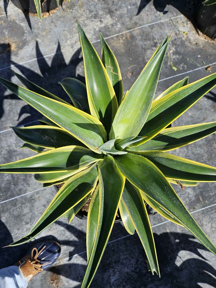 agave-desmettiana-variegata-dwarf-century-plant