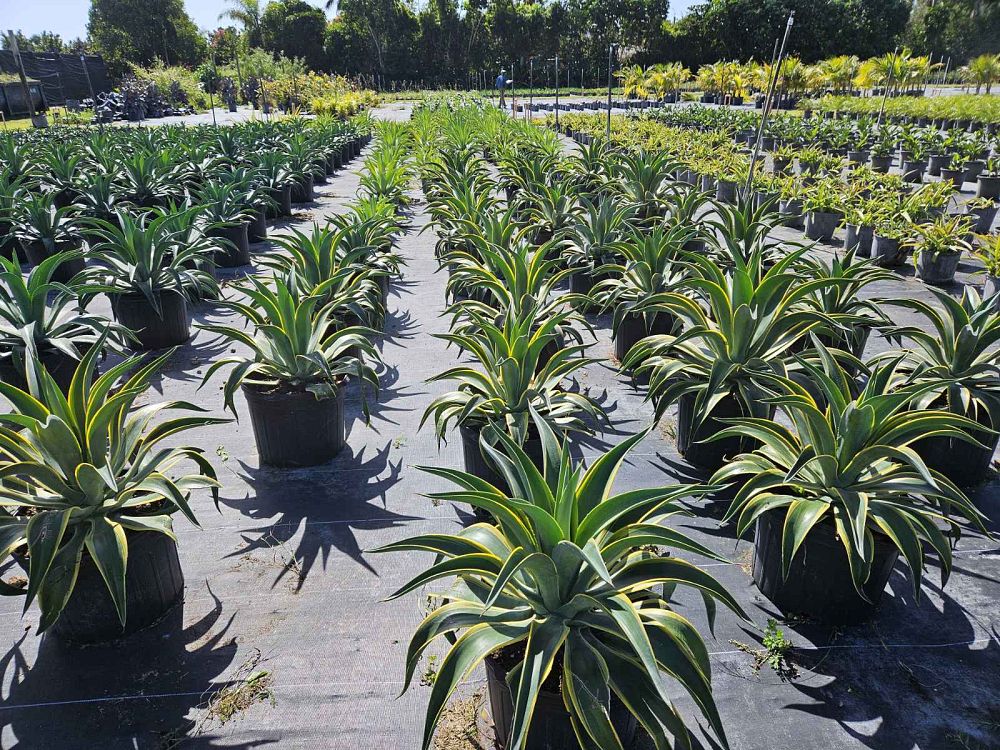 agave-desmettiana-variegata-dwarf-century-plant
