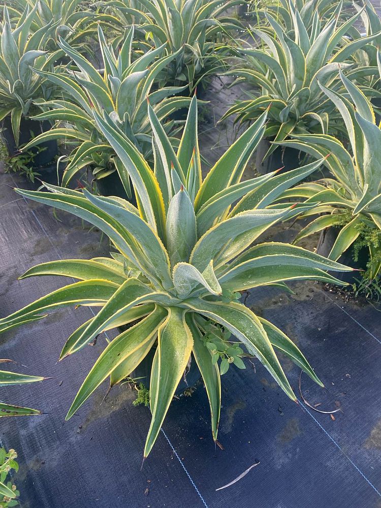 agave-desmettiana-variegata-dwarf-century-plant