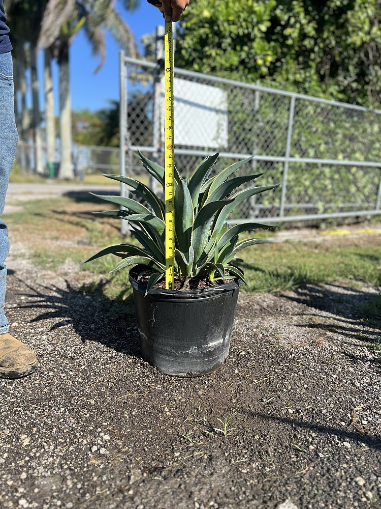 agave-desmettiana-variegata-dwarf-century-plant