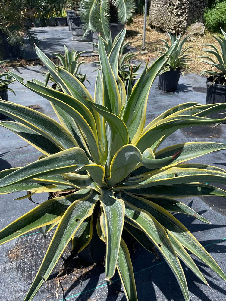 agave-desmettiana-variegata-dwarf-century-plant