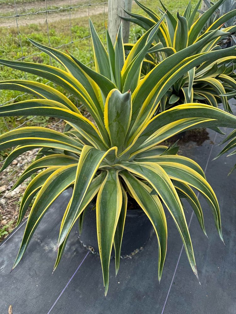 agave-desmettiana-variegata-dwarf-century-plant