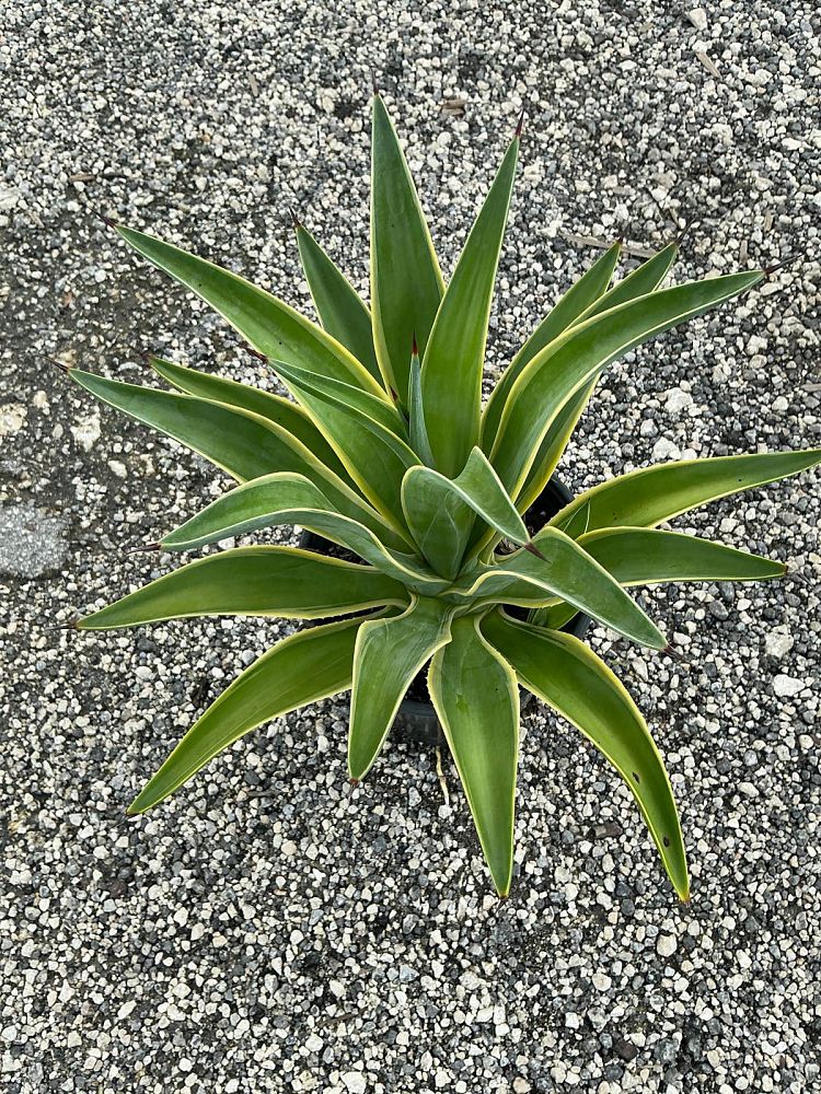 agave-desmettiana-variegata-dwarf-century-plant