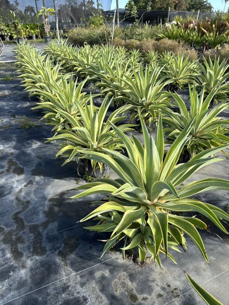 agave-desmettiana-variegata-dwarf-century-plant