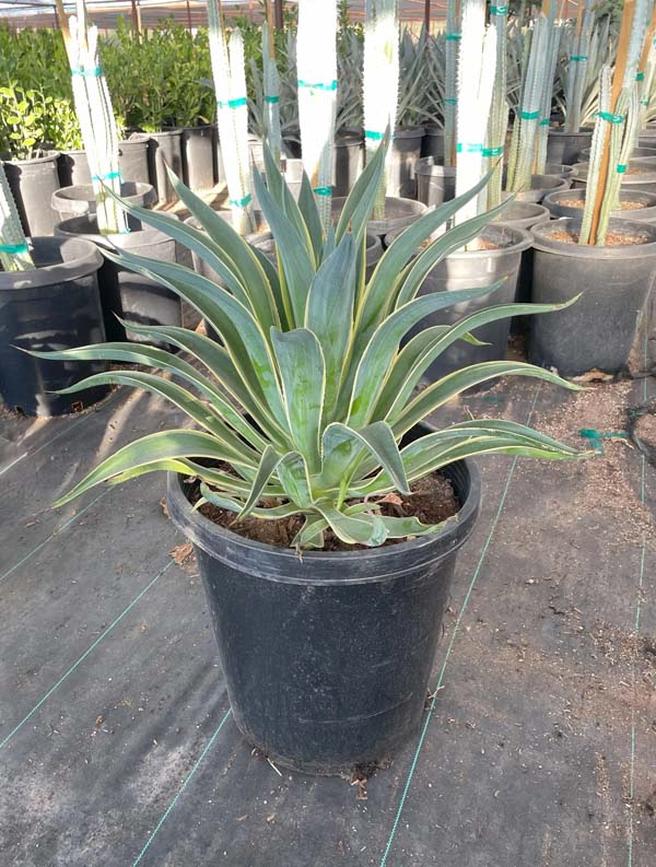 agave-desmettiana-variegata-dwarf-century-plant