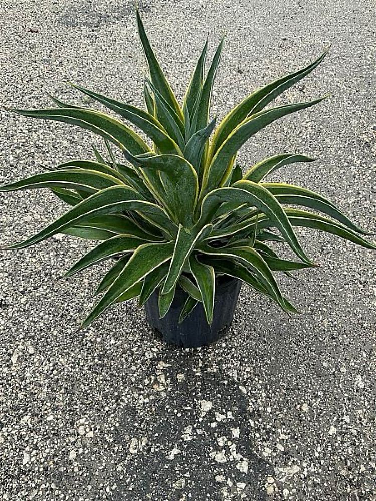 agave-desmettiana-variegata-dwarf-century-plant