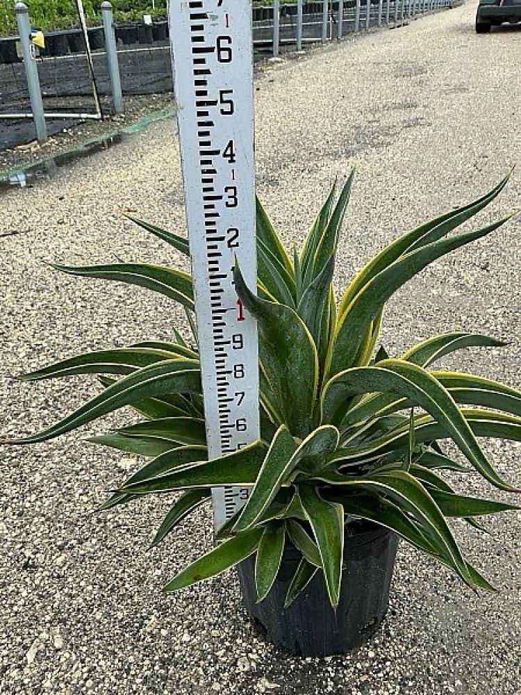 agave-desmettiana-variegata-dwarf-century-plant