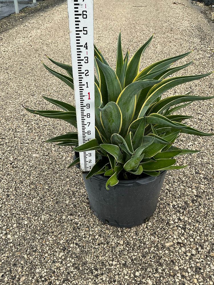 agave-desmettiana-variegata-dwarf-century-plant