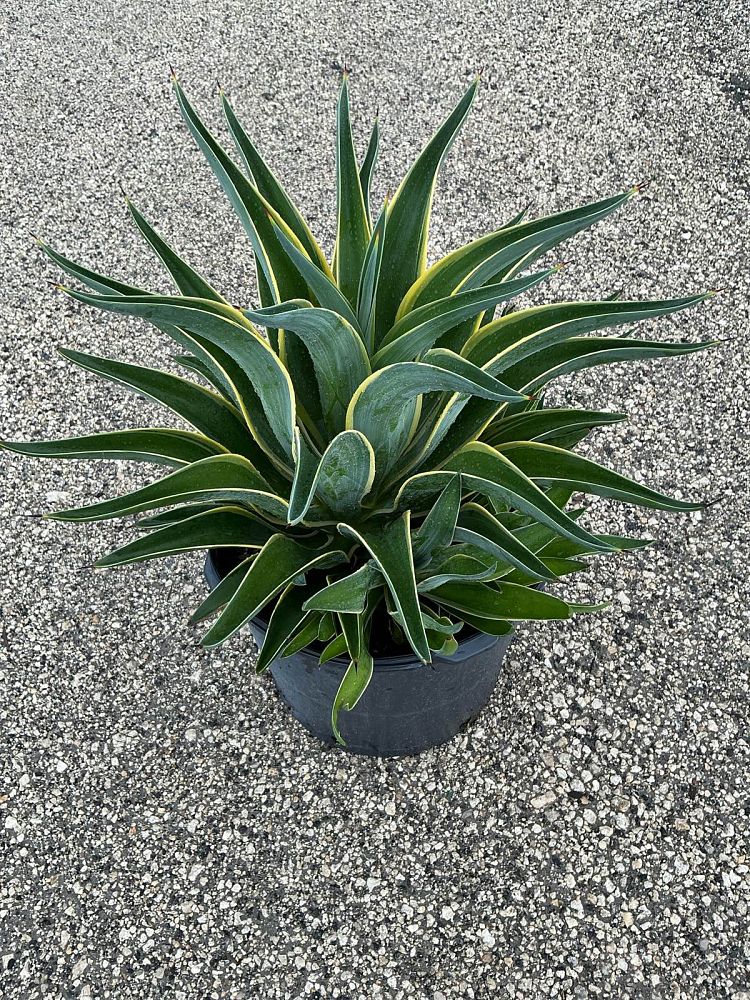 agave-desmettiana-variegata-dwarf-century-plant