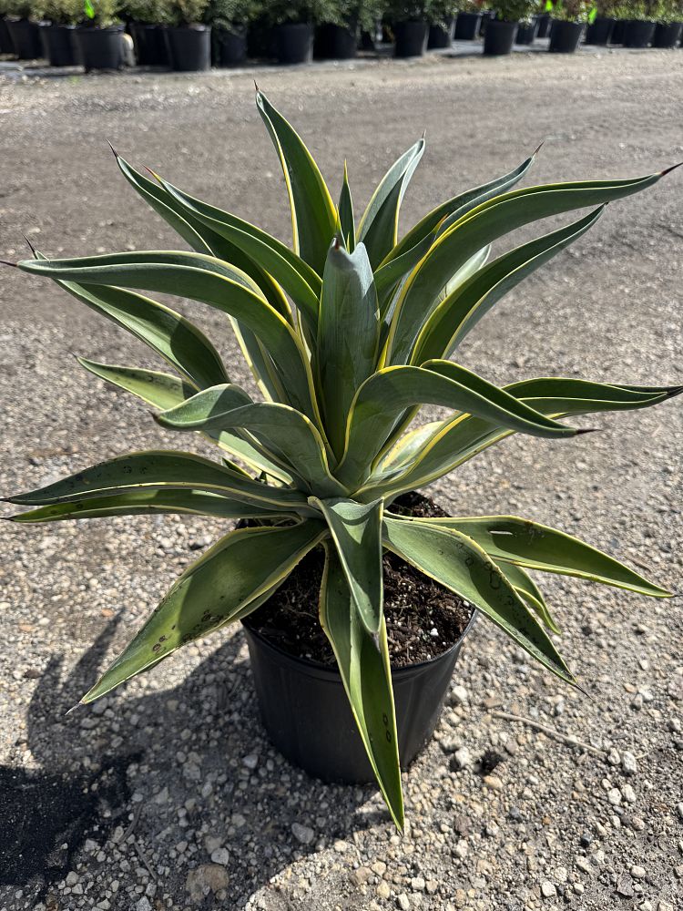 agave-desmettiana-variegata-dwarf-century-plant