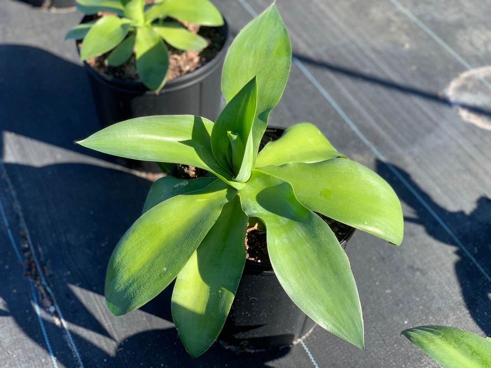 agave-ellemeetiana-satina