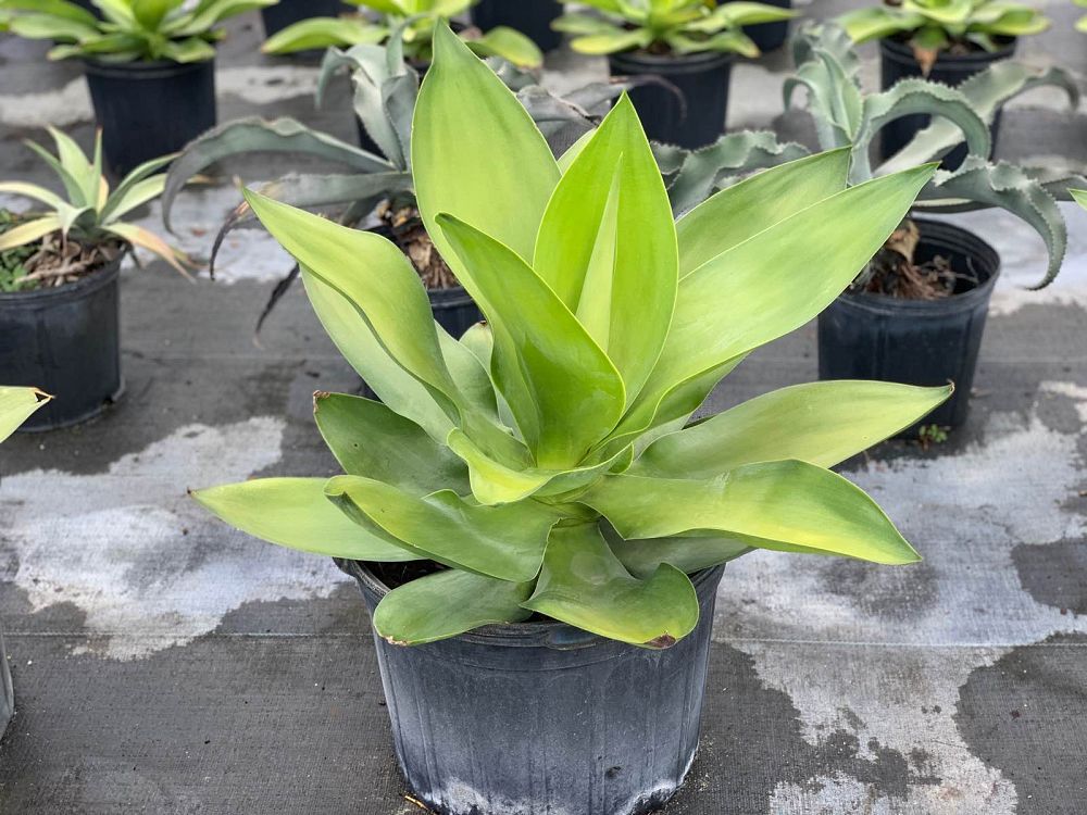 agave-ellemeetiana-satina