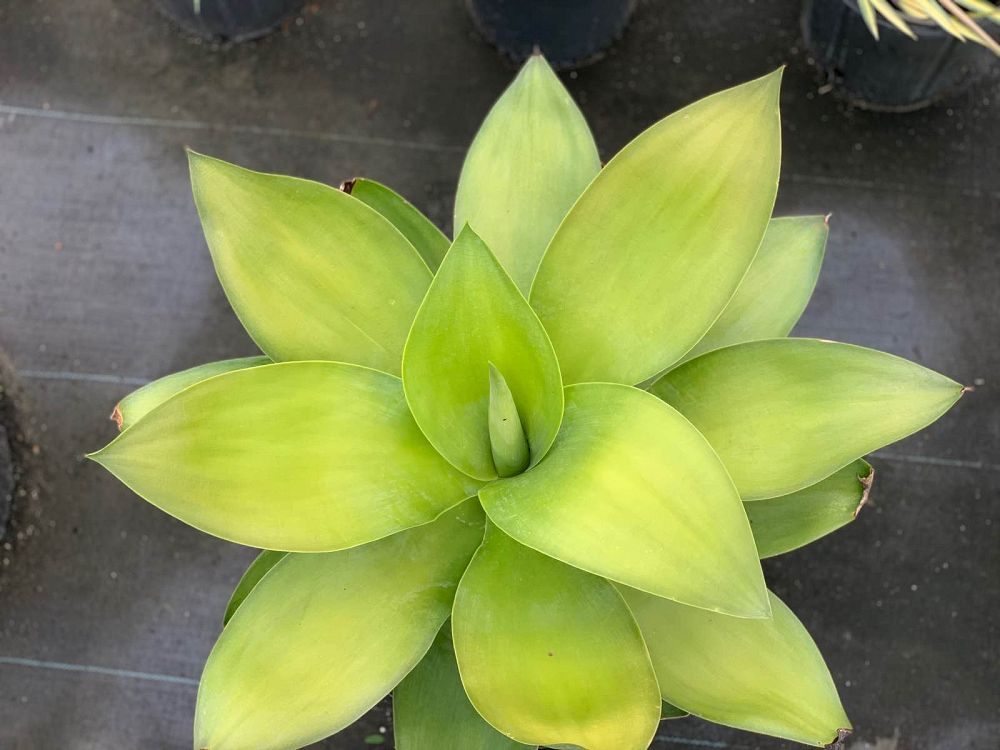 agave-ellemeetiana-satina