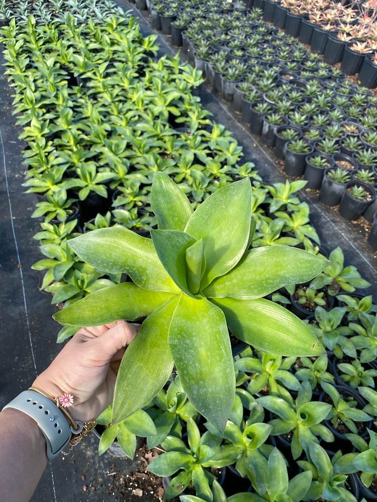 agave-ellemeetiana-satina
