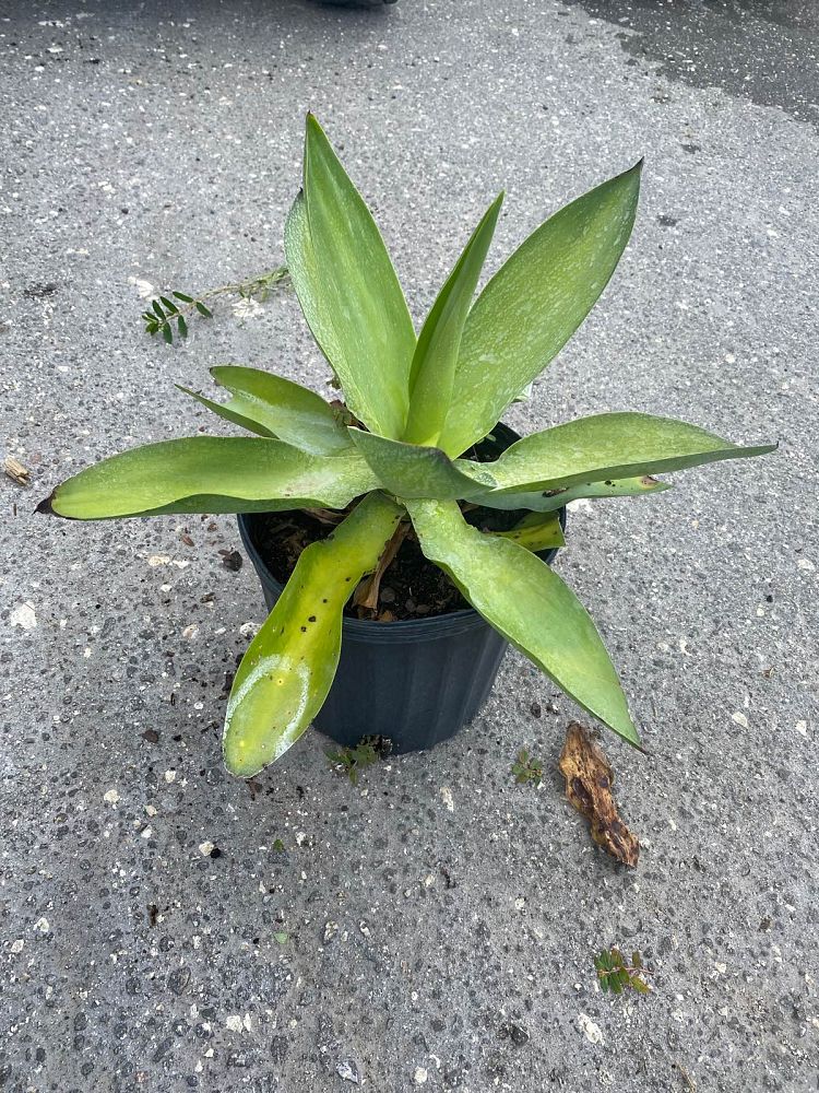 agave-ellemeetiana-satina