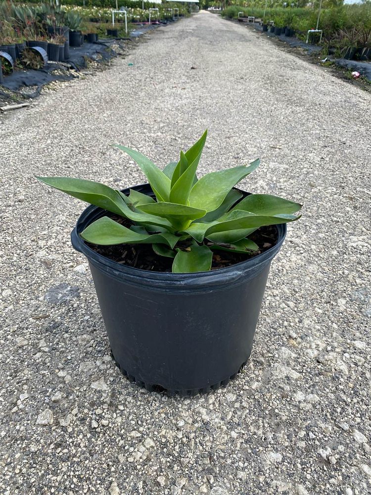 agave-ellemeetiana-satina