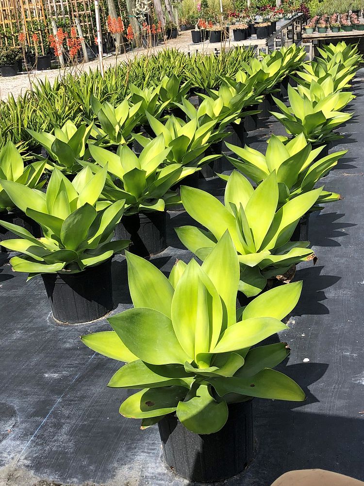 agave-ellemeetiana-satina