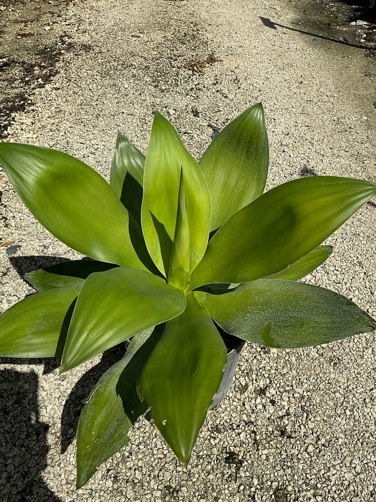 agave-ellemeetiana-satina