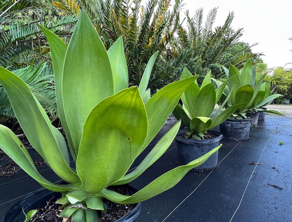agave-ellemeetiana