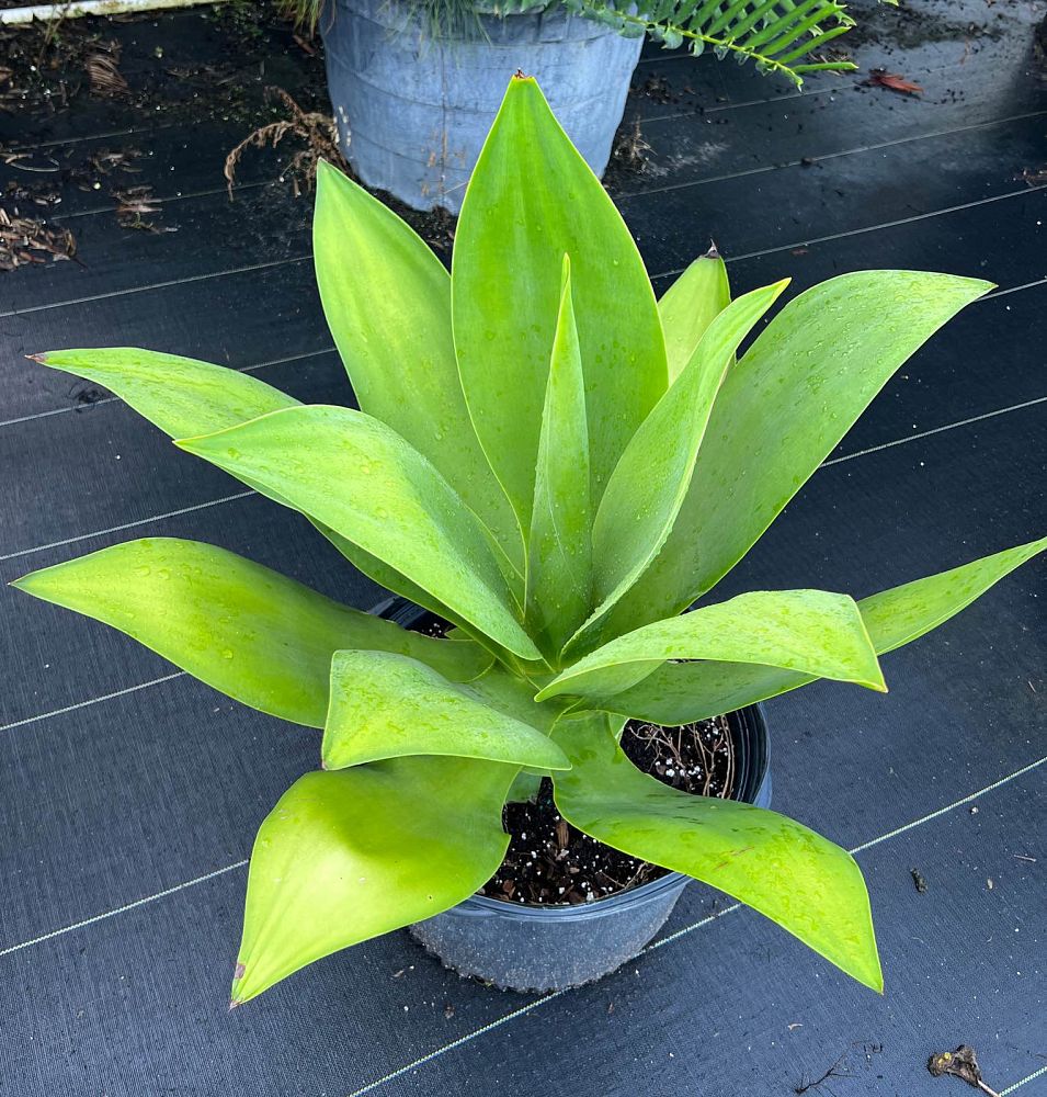 agave-ellemeetiana
