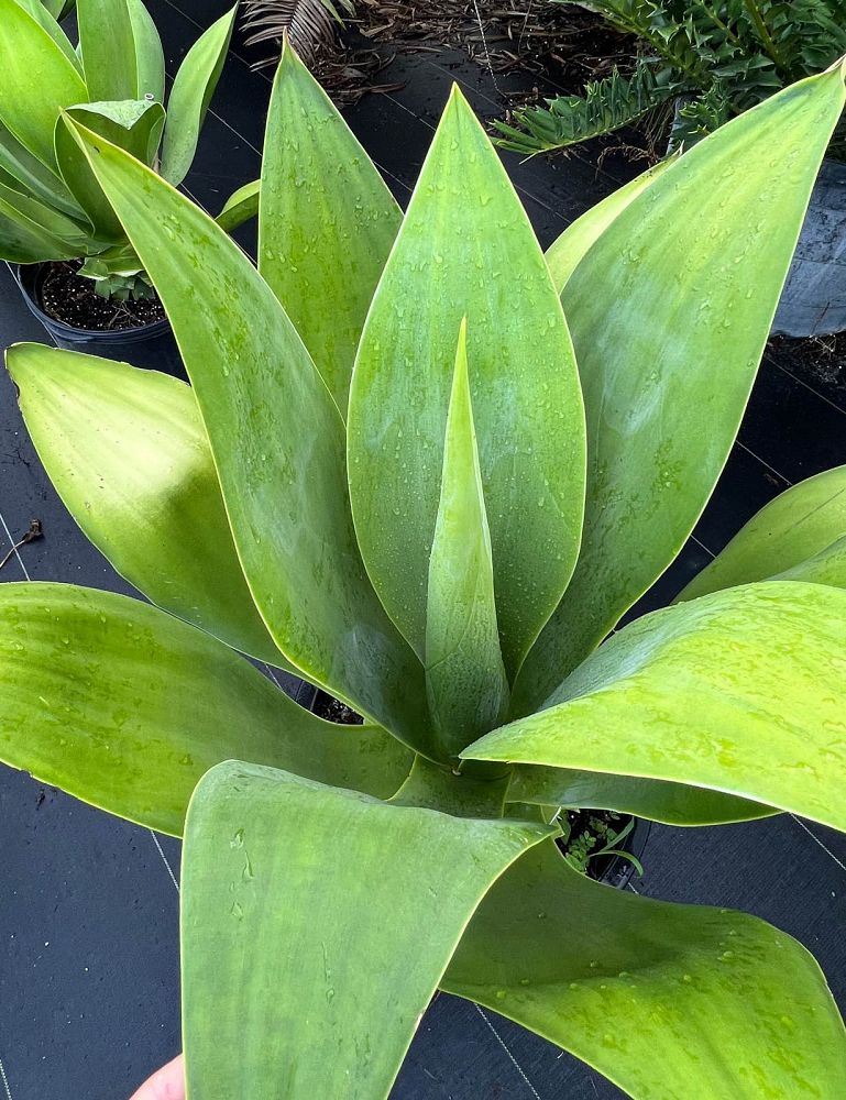 agave-ellemeetiana