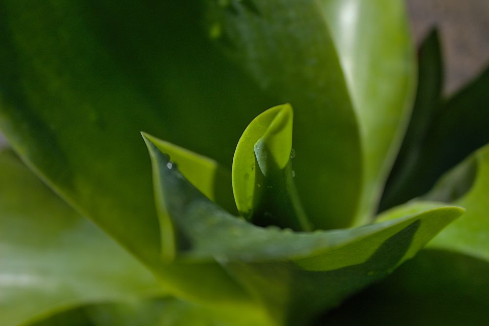agave-ellemeetiana