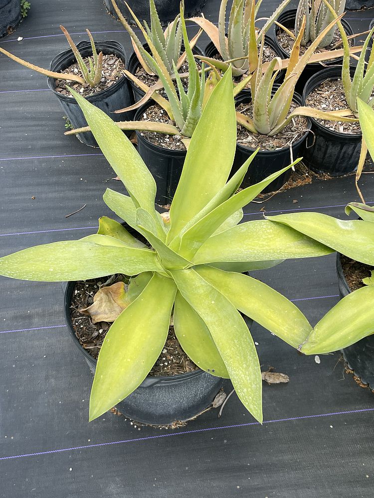 agave-ellemeetiana