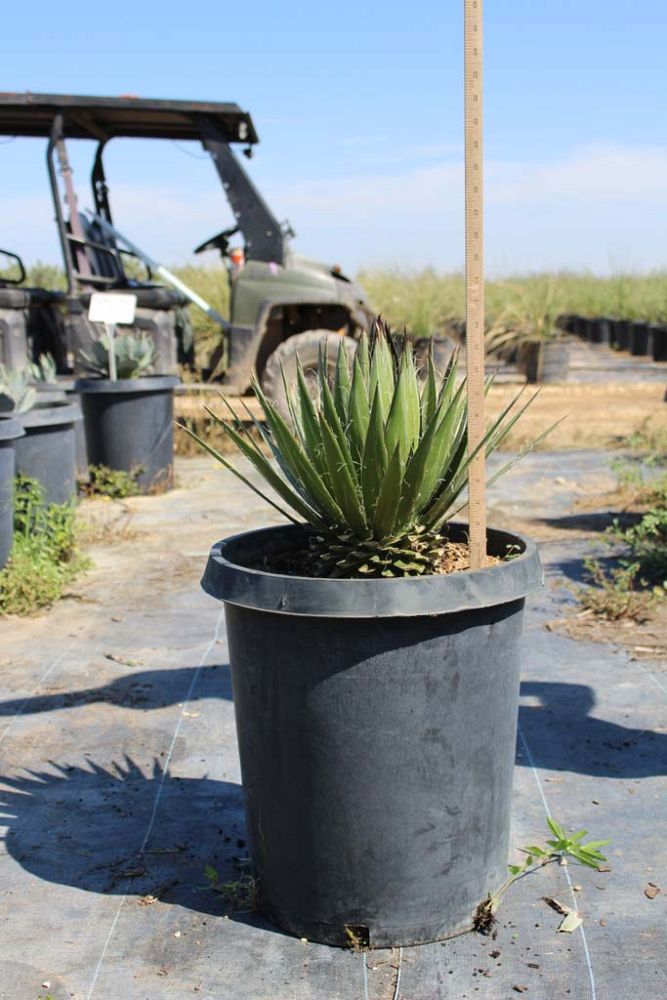 agave-filifera-agave-filamentosa