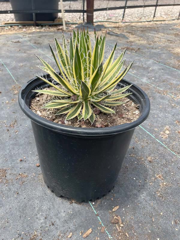 agave-filifera-schidigera-shira-ito-no-ohi-variegated-thread-leaf-agave