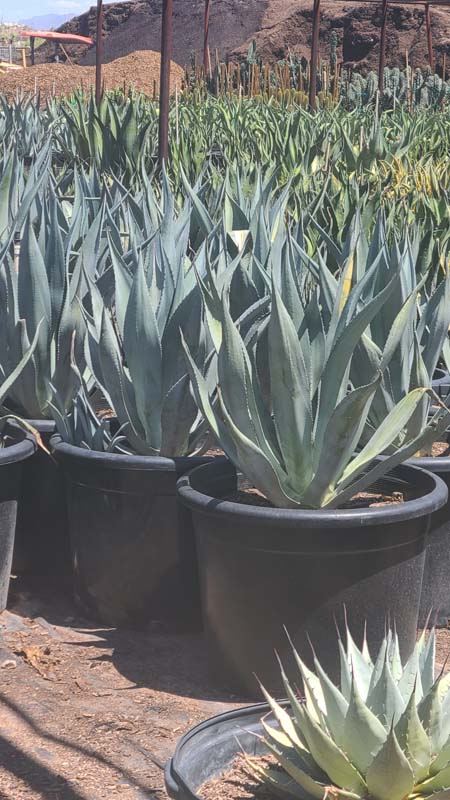 agave-franzosinii-blue-franzosinii-agave