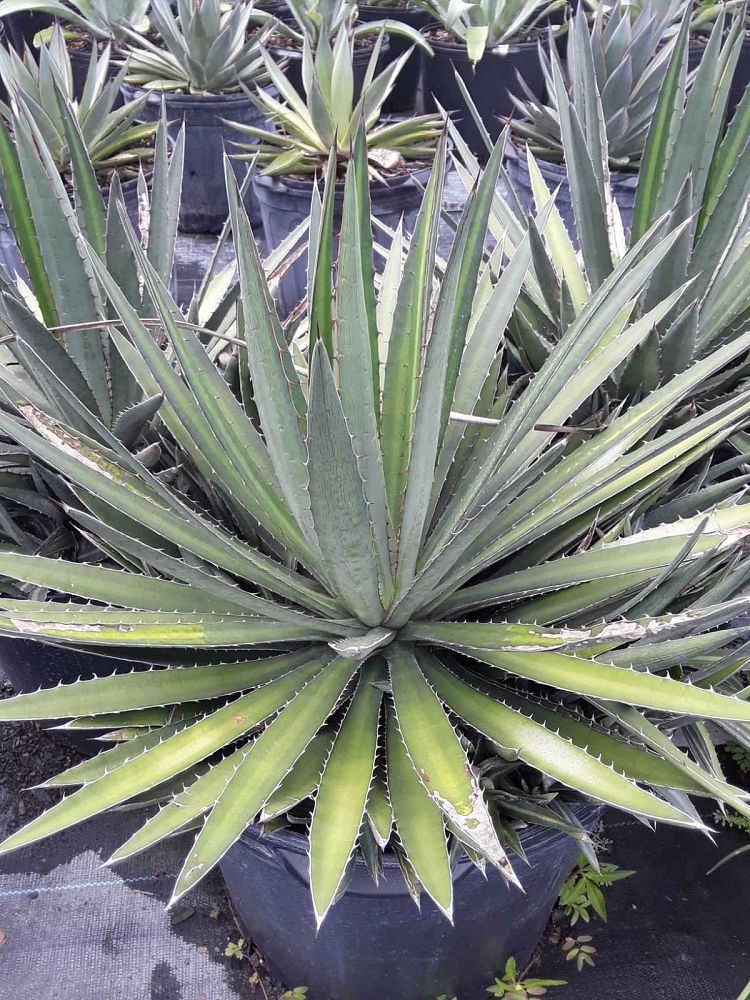 agave-funkiana-fatal-attraction