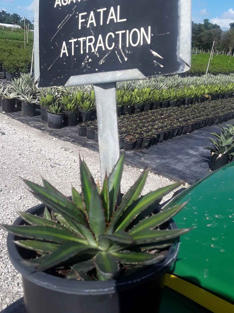 agave-funkiana-fatal-attraction