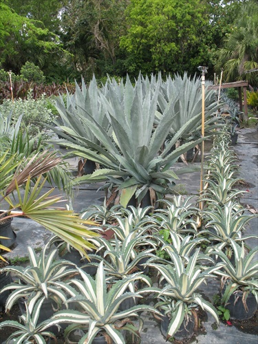 agave-gainesville-blue-gator-century