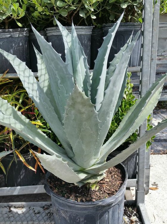 agave-gainesville-blue-gator-century