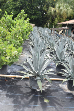agave-gainesville-blue-gator-century