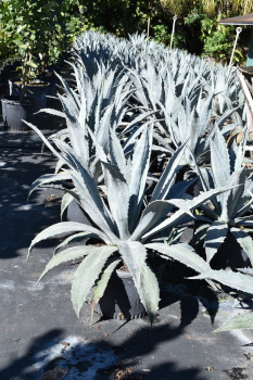 agave-gainesville-blue-gator-century