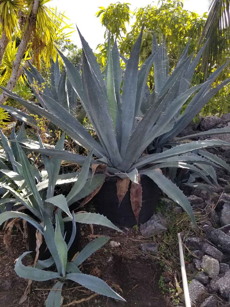 agave-gainesville-blue-gator-century