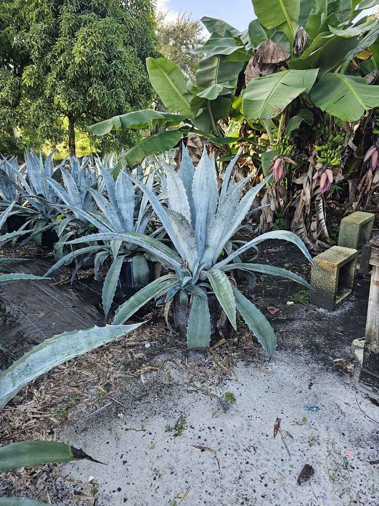 agave-gainesville-blue-gator-century