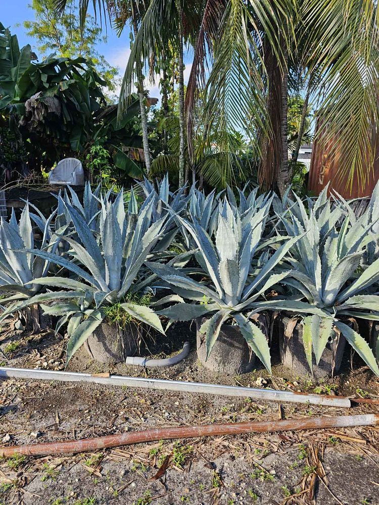 agave-gainesville-blue-gator-century