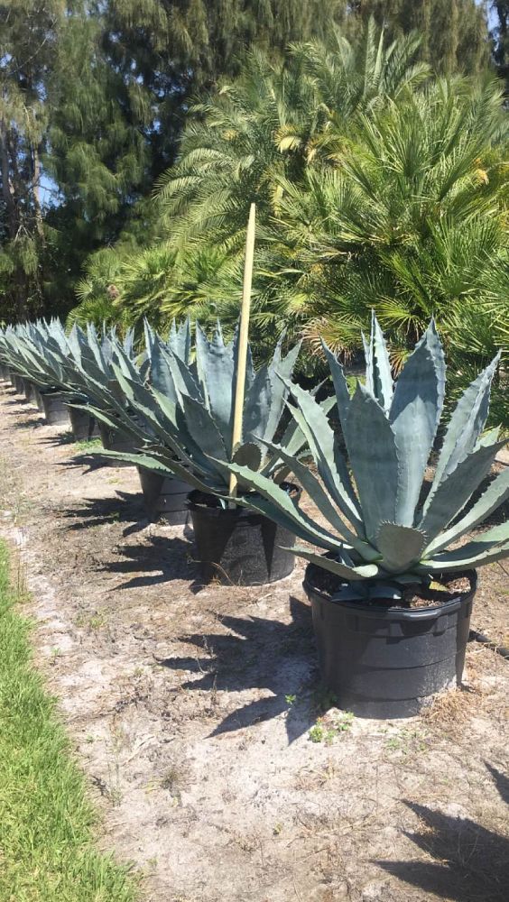 agave-gainesville-blue-gator-century