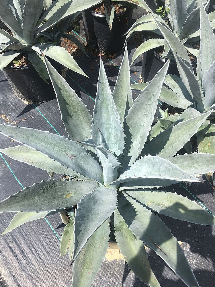 agave-gainesville-blue-gator-century