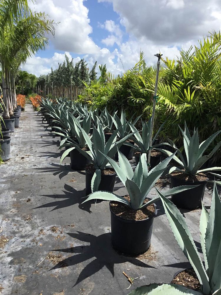 agave-gainesville-blue-gator-century