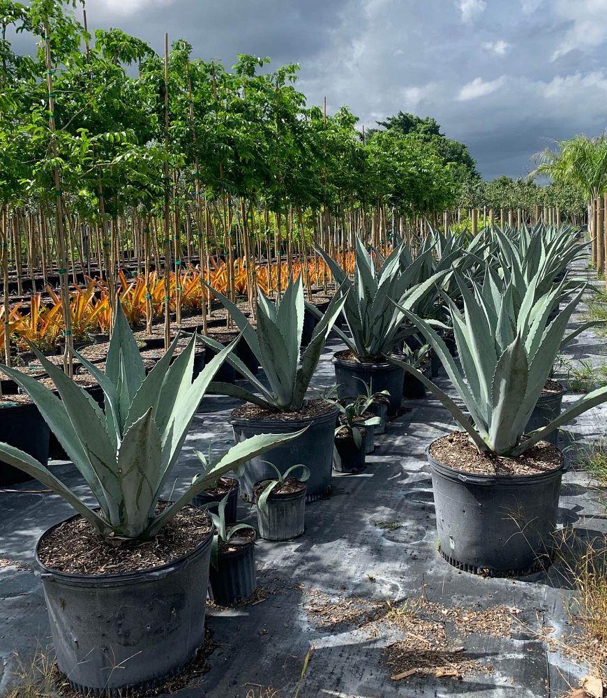 agave-gainesville-blue-gator-century