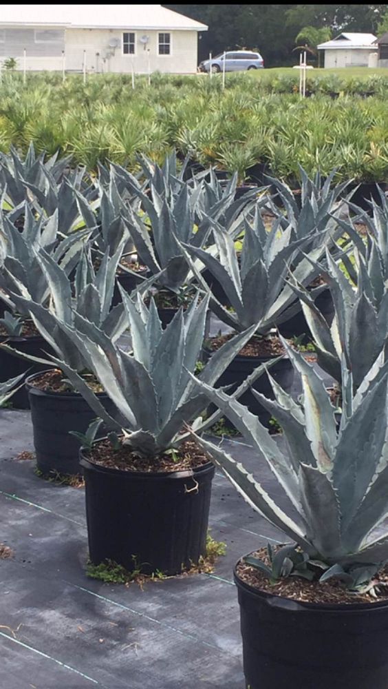 agave-gainesville-blue-gator-century